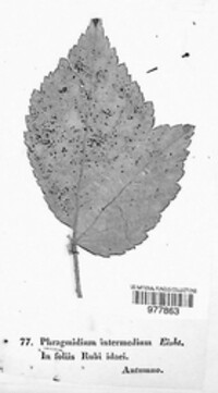 Phragmidium intermedium image